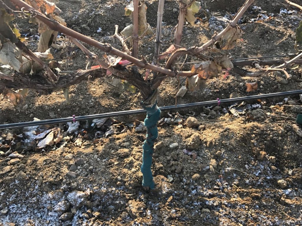 葡萄滴灌、葡萄噴灌、葡萄微噴、葡萄滴灌帶